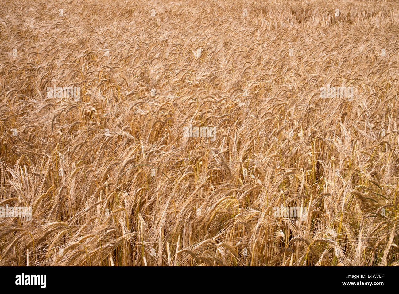 Hordeum vulgare. Barley field Stock Photo