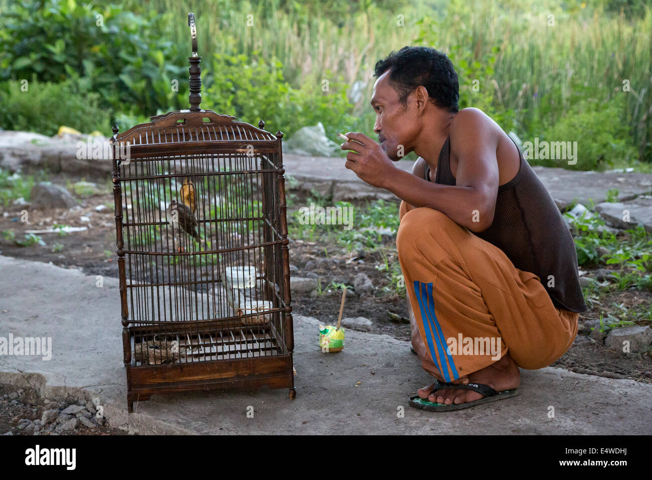 Bali, Indonesia.  Balinese Laborer with his Pet Bird. Stock Photo