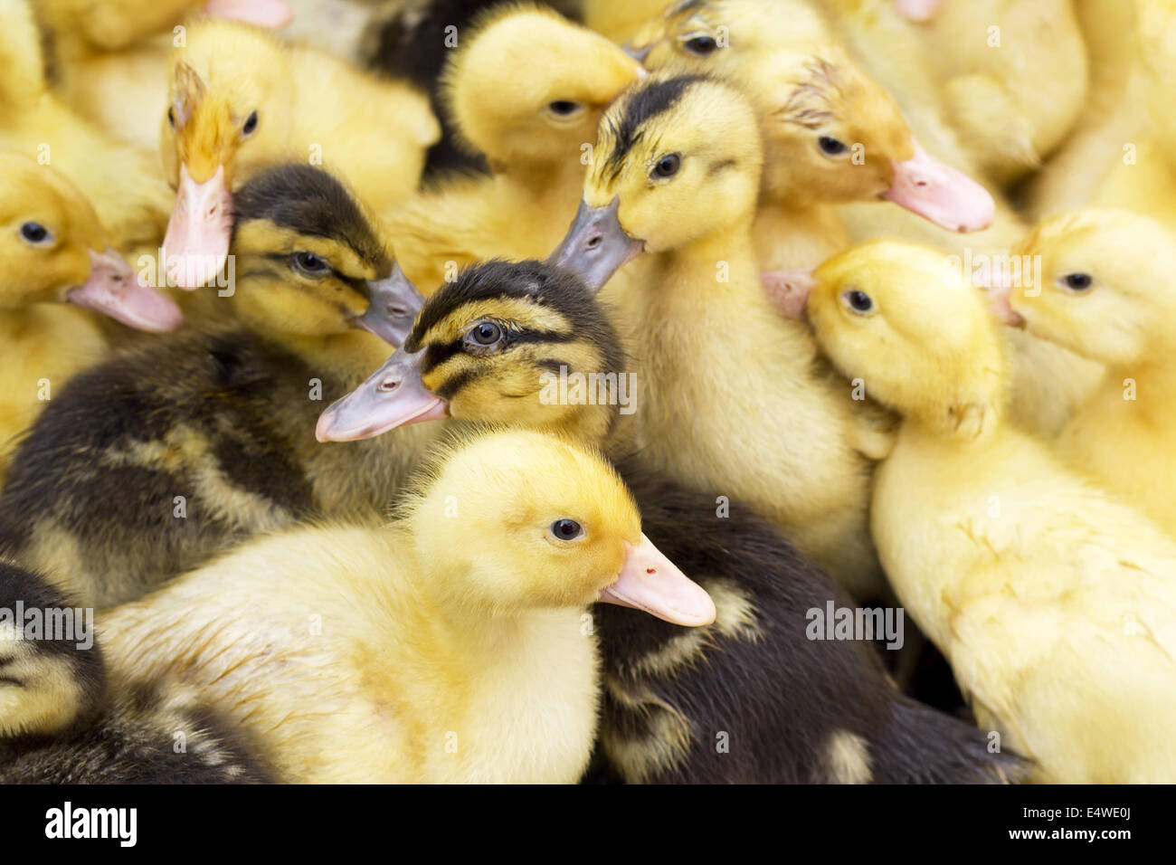 small yellow and black ducks Stock Photo Alamy