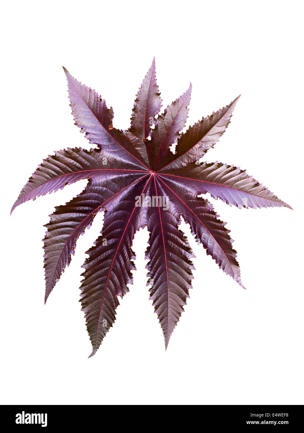 Burgundy leaf pick