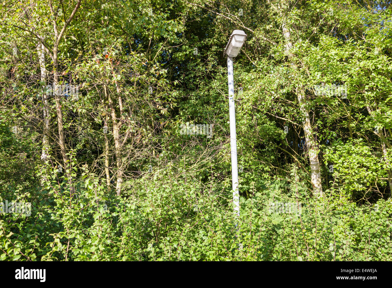 Lamppost and streetlight becoming overgrown and hidden by trees, Nottinghamshire, England, UK Stock Photo