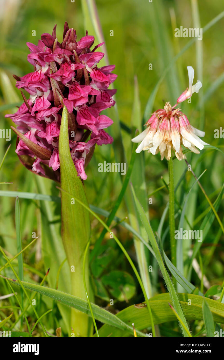 Early Marsh Orchid - Dactylorhiza incarnata coccinea with White Clover - Trifolium repens in machair grassland Stock Photo