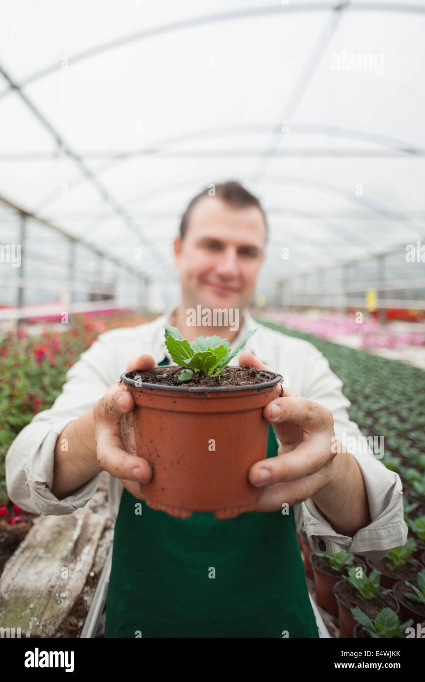 Employee holding up potted plant Stock Photo - Alamy