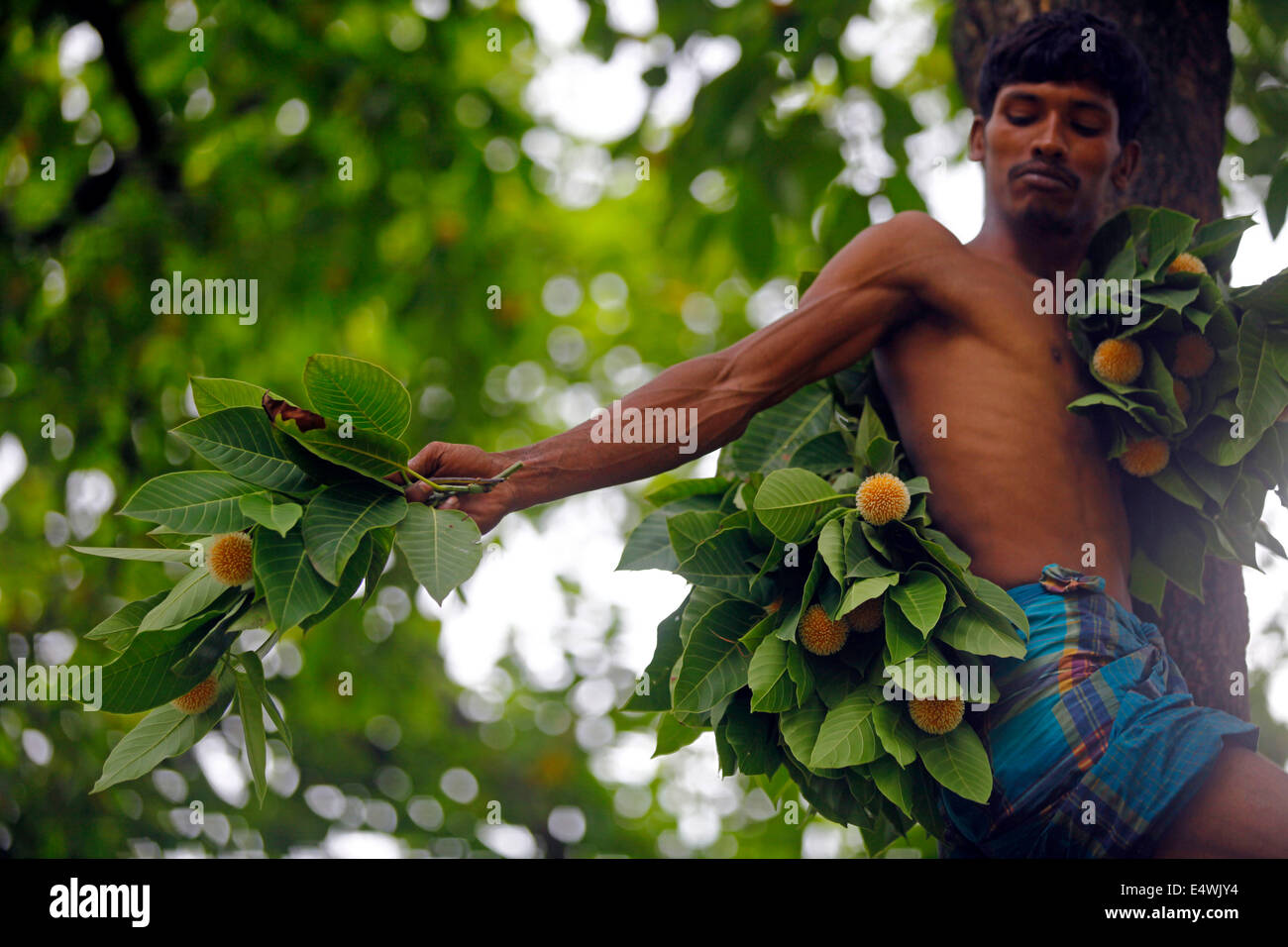 A street hawker collect kodom flower Binomial name Neolamarckia cadamba from tree to sell them in market at Dhaka Stock Photo