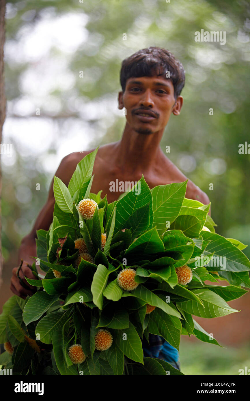 A street hawker collect kodom flower Binomial name Neolamarckia cadamba from tree to sell them in market at Dhaka Stock Photo