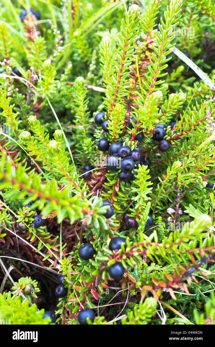 dh Crowberry HEATHER UK Crowberry Scotland heather fruit Empetrum nigrum Empetraceae Stock Photo