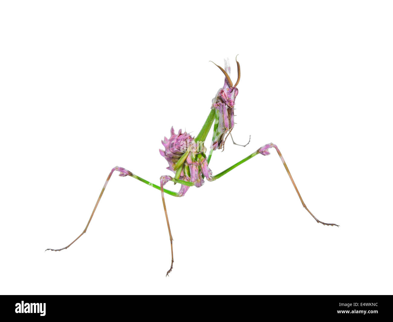 Predatory mantis insect with mimicry coloration and prickly forefoot isolated on white Stock Photo