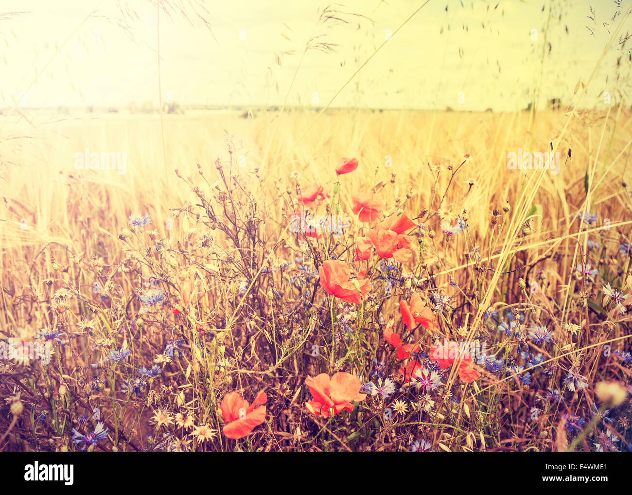 Beautiful retro rural landscape with sunset over meadow. Stock Photo