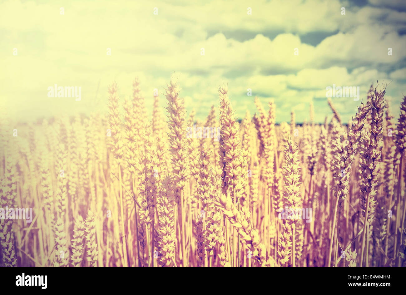 Vintage wheat field background. Stock Photo