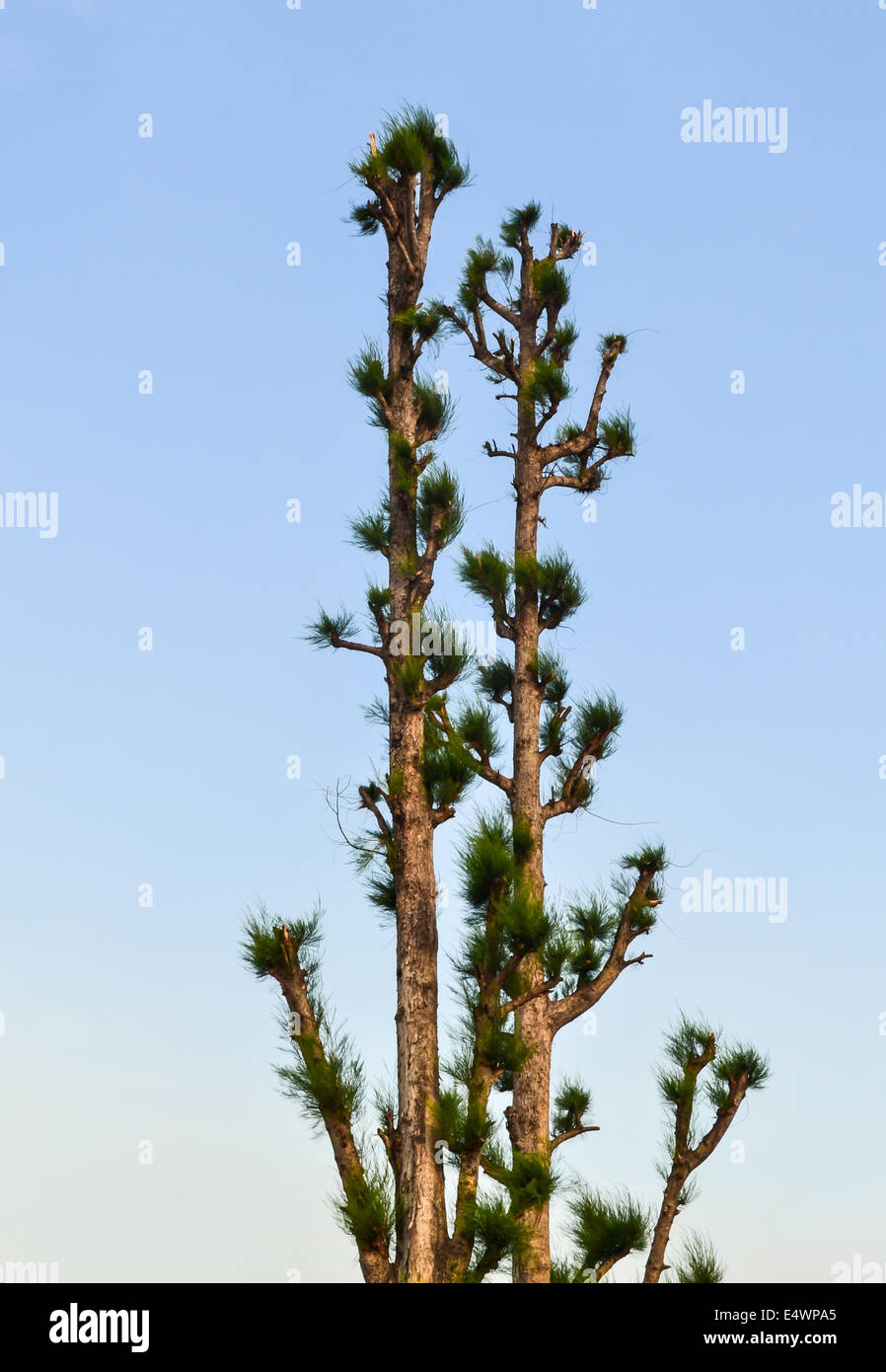 Aerial view rainforest trees on hi-res stock photography and images - Alamy
