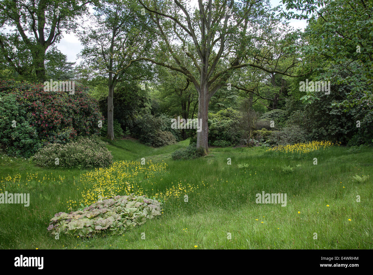 Woodland forest plants hi-res stock photography and images - Alamy