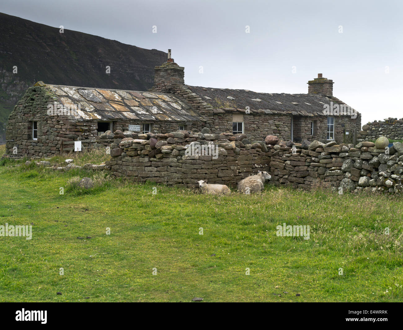 dh Rackwick HOY ORKNEY Stone cottage bothy sheep sheltering stone wall  house uk scotland cottages Stock Photo
