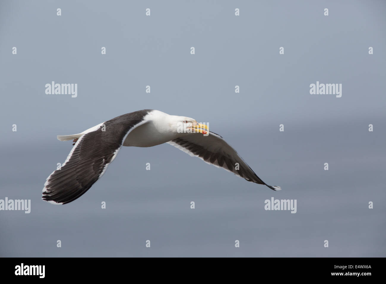 great-black-backed-gull-flight-uk-stock-photos-great-black-backed