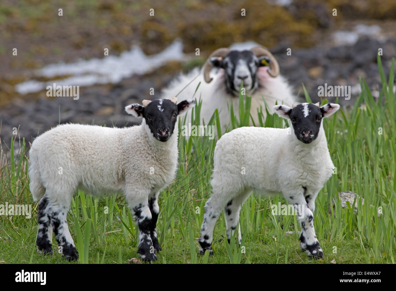 Black faced ewe and lambs Isle of Mull Scotland Stock Photo