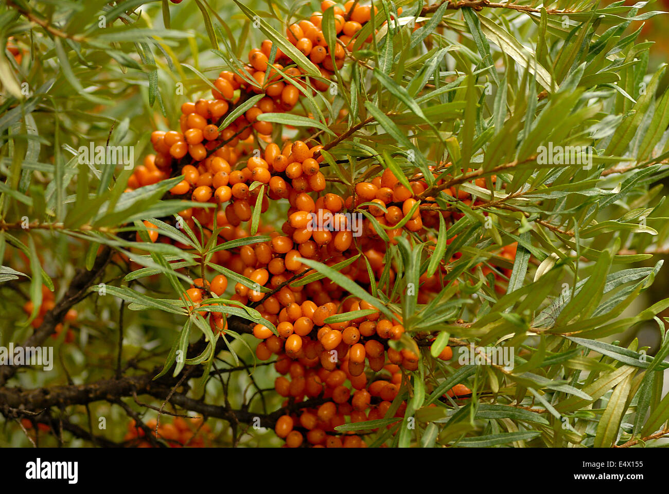 Sea Buckthorn Stock Photo