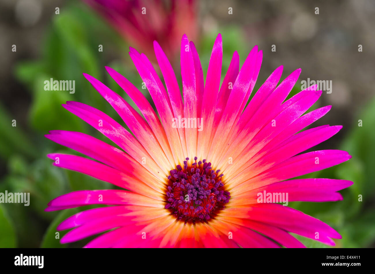 Bright mesembryanthemum - Livingstone daisy Stock Photo