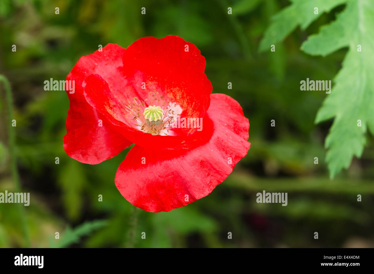 Red Shirley poppy flower Stock Photo