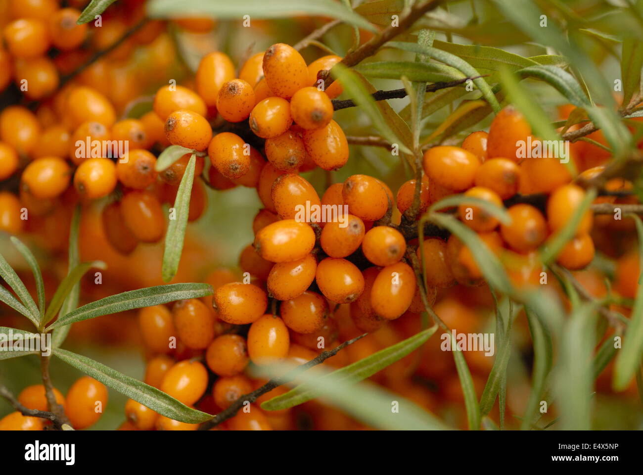 Sea Buckthorn Stock Photo