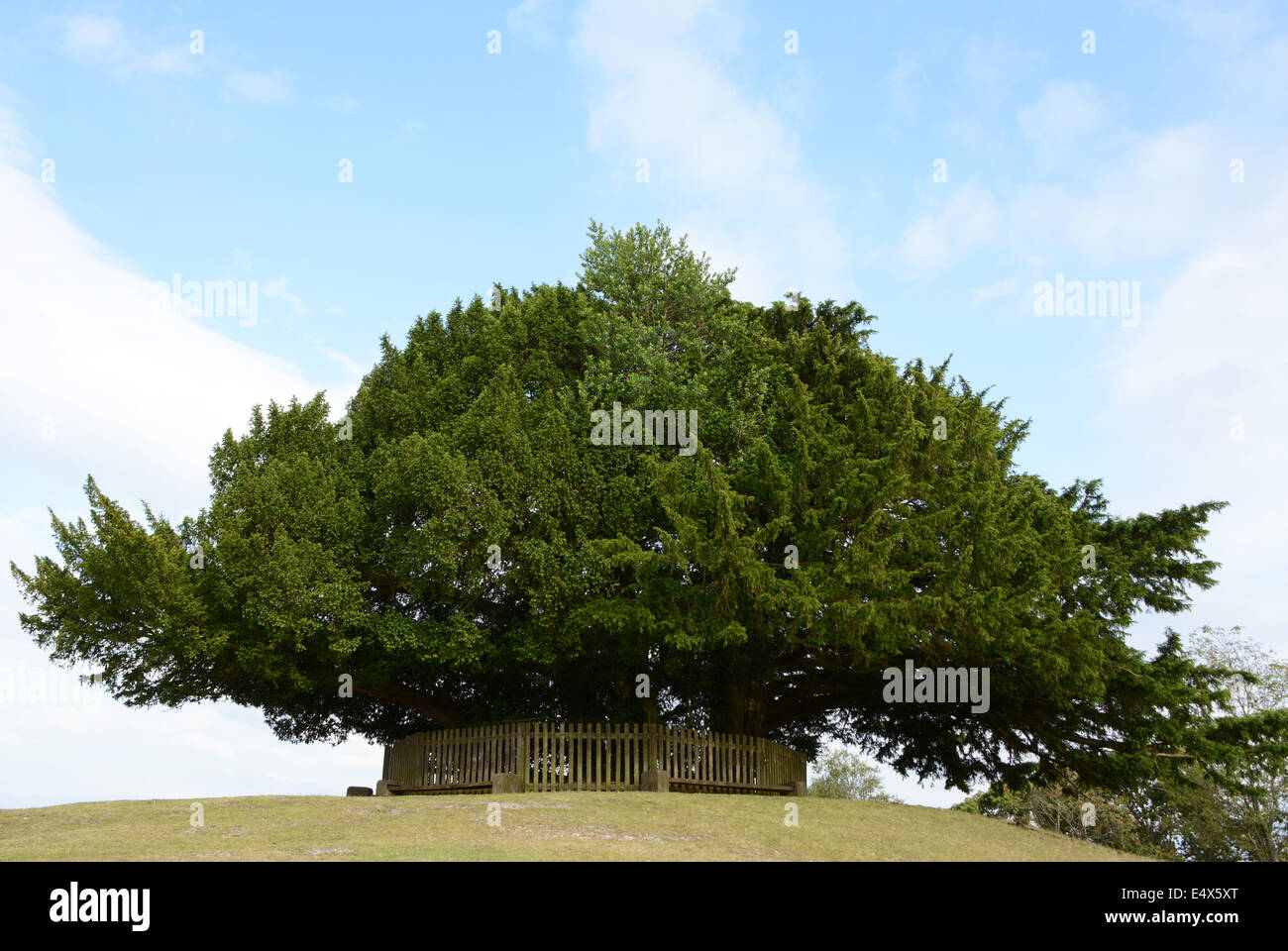 Large yew tree on Bolton's Bench hillock in Lyndhurst in the New Forest, Hampshire, England Stock Photo