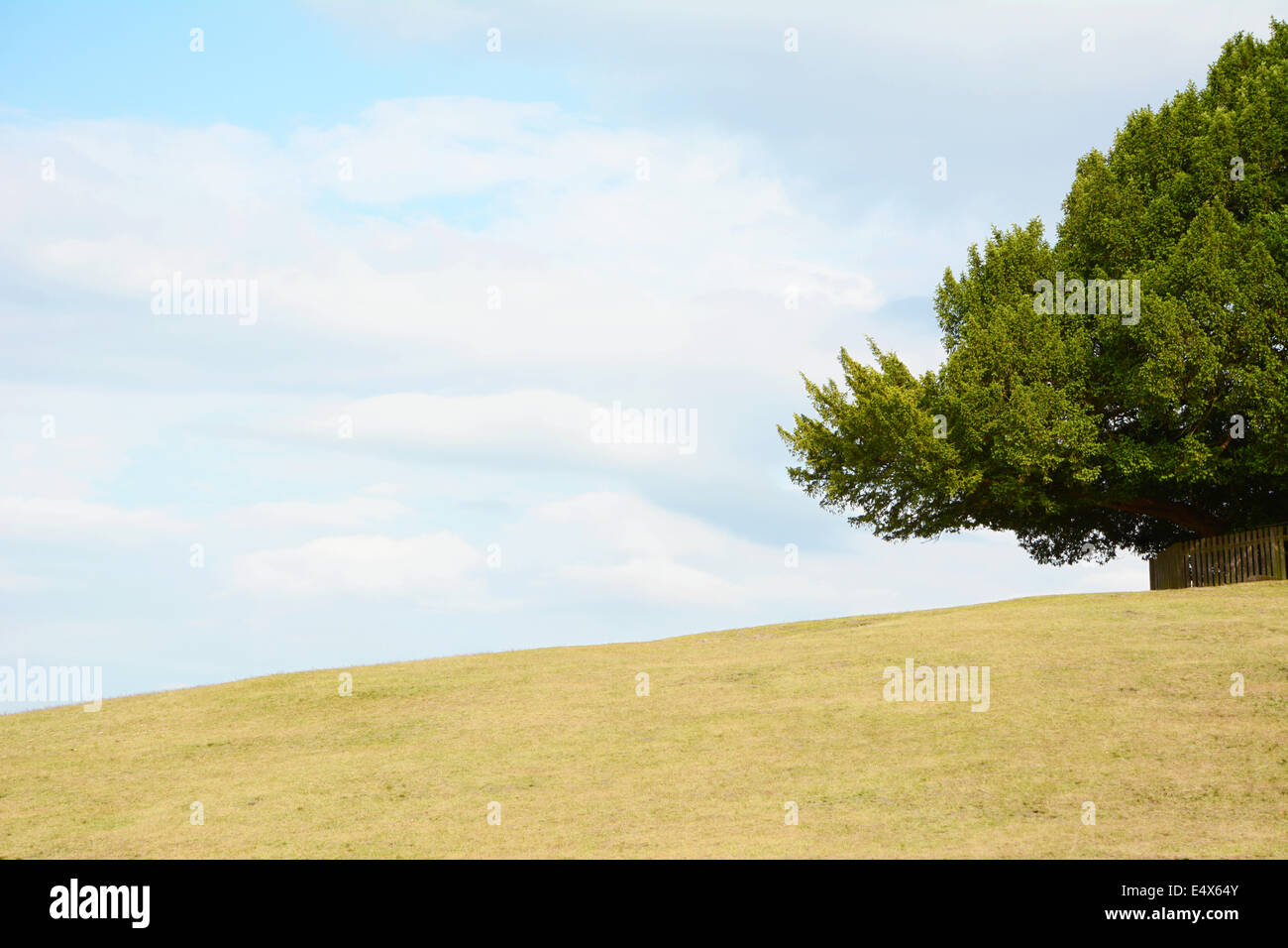 Yew tree framing the sky on an empty hillock in the New Forest, with copy space Stock Photo