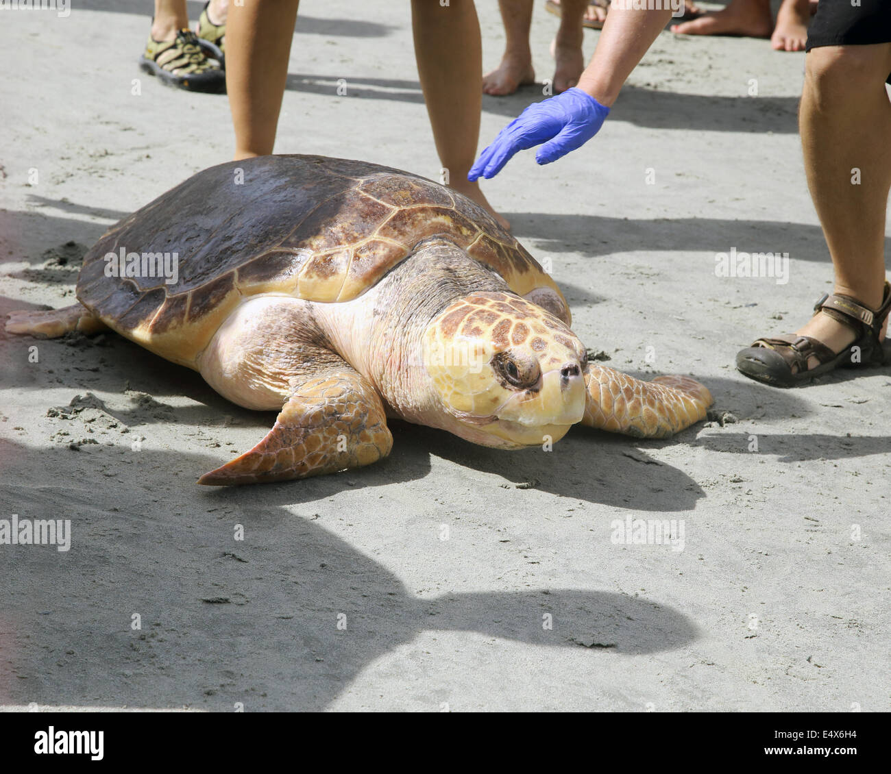 South Carolina, US. 15th July, 2014. Briar the Sea turtle set free after just over a year of being nursed back to health by the South Carolina Aquarium Sea Turtle  Rescue program. She was found on May 30th 2013, extremely undeweight, with poor bloodworks and had developed cataracts. After surgery and weeks of nursing at the program she was finally well enough to be set free on July 15th 2014 Credit:  brian jordan/Alamy Live News Stock Photo