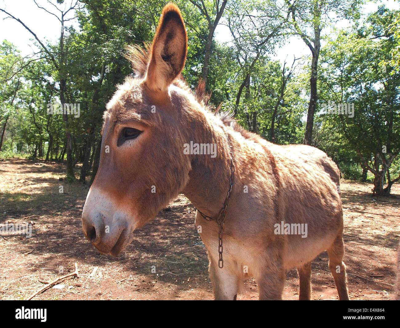 cute and funny donkey on the farm Stock Photo