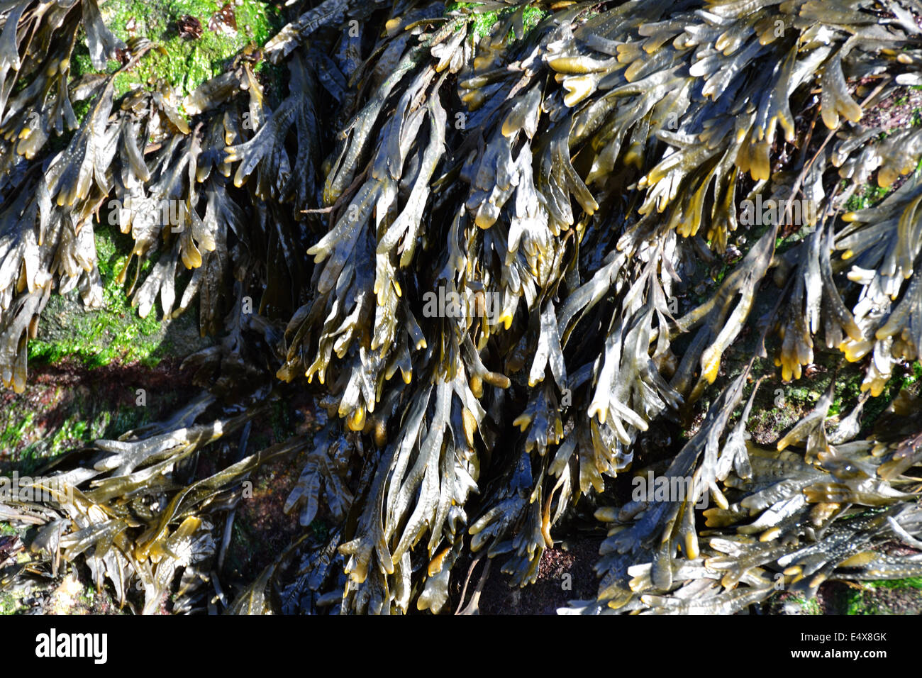 Bladderwrack sea weed Stock Photo