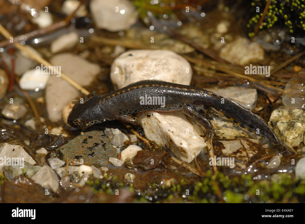 Alpine newt Stock Photo