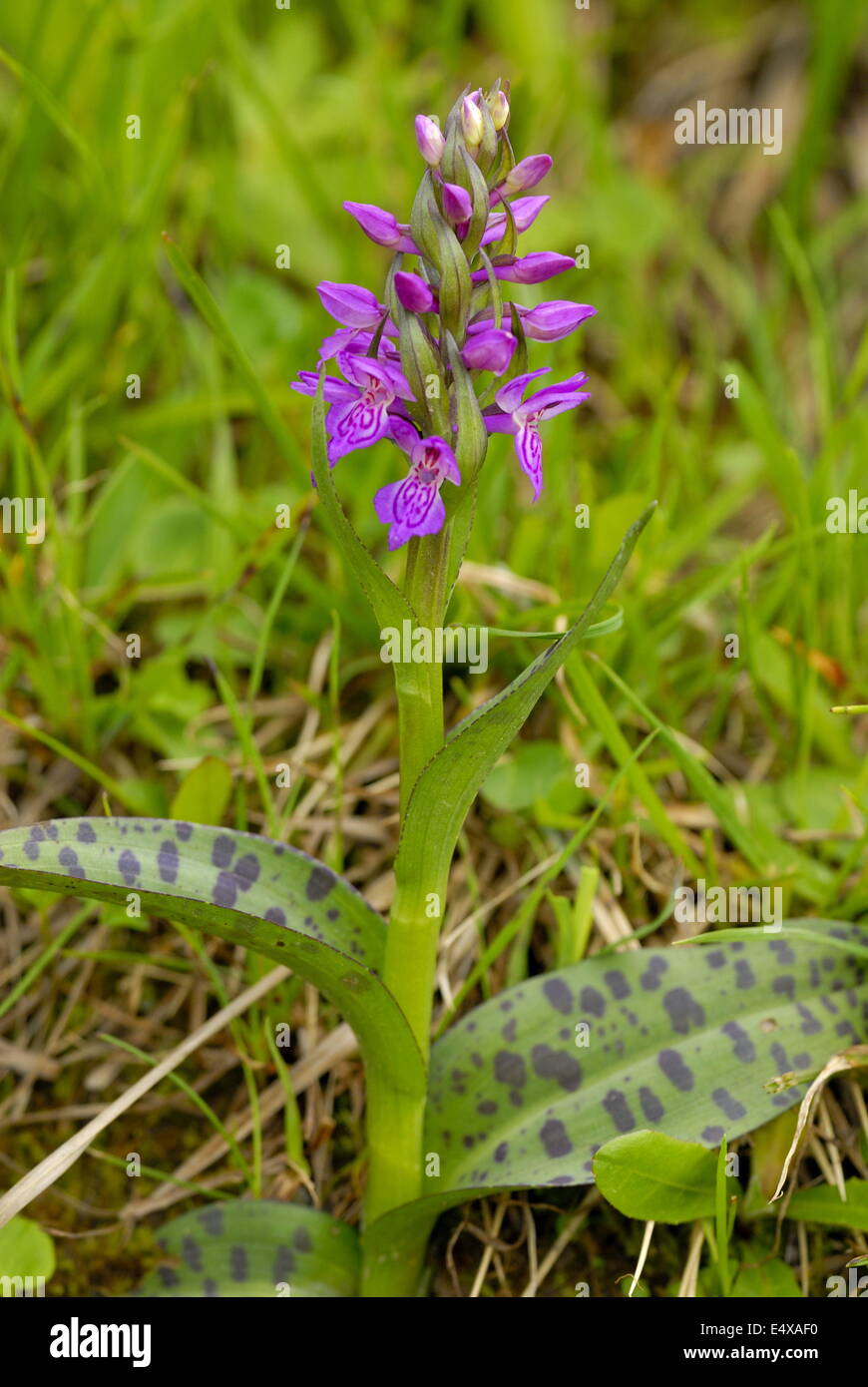 Western marsh orchid Stock Photo
