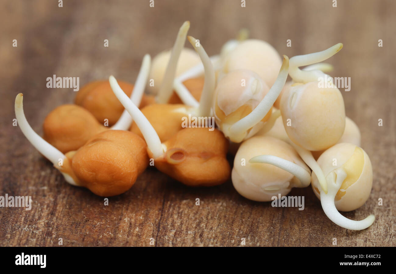 Germinating Chick pea and green pea with selective focus Stock Photo