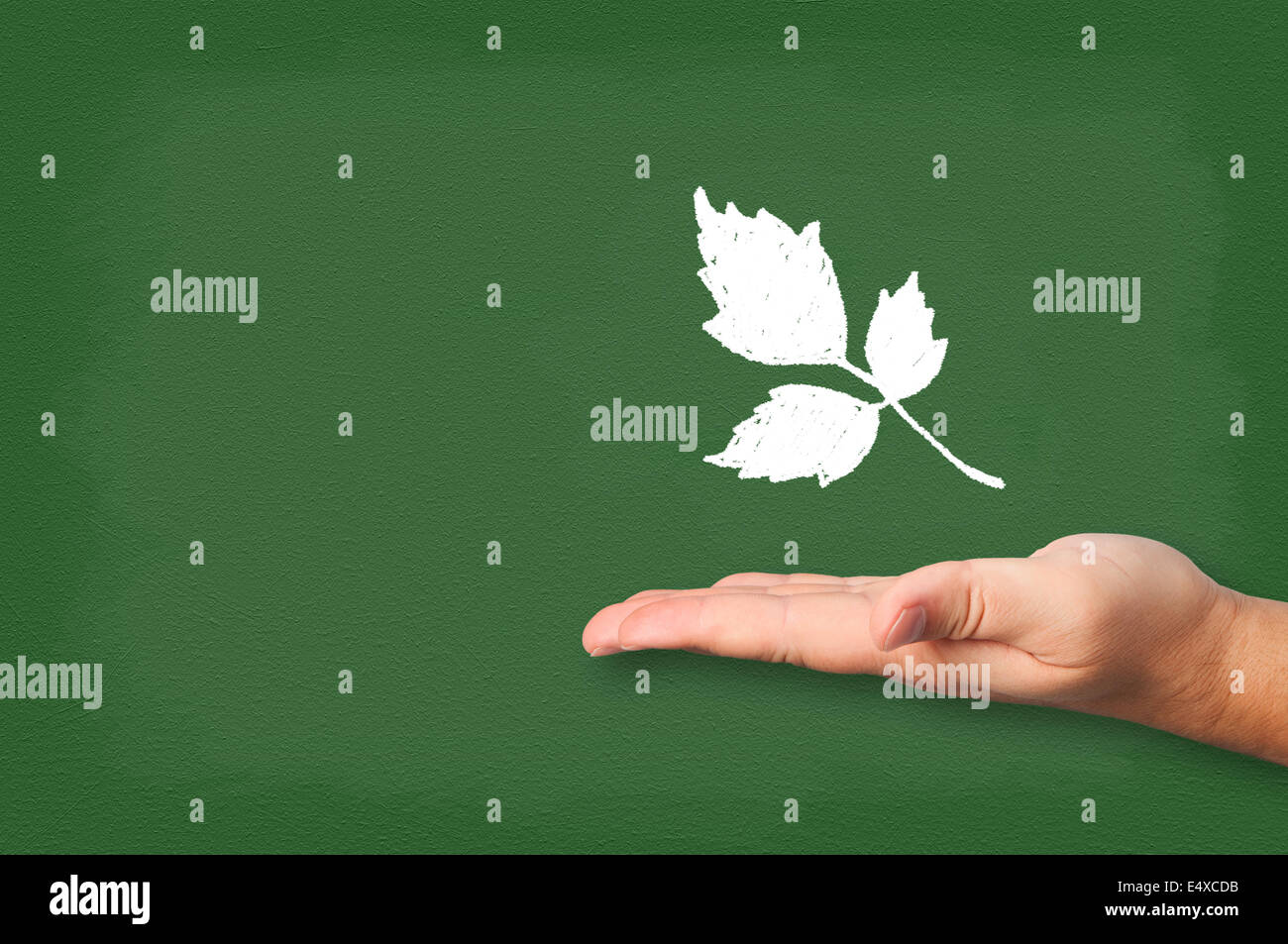 Leaves drawn chalk on blackboard with hand. Stock Photo
