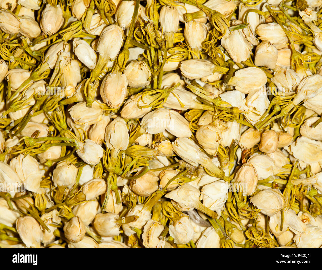 jasmine flower for tea Stock Photo Alamy