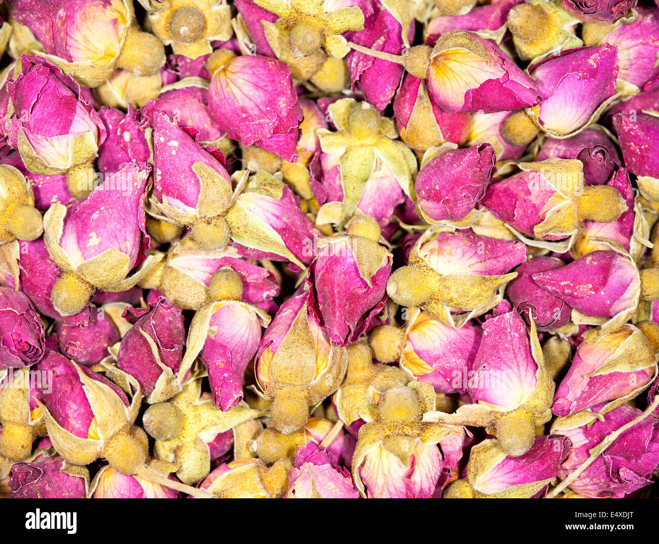 rose flower for tea Stock Photo
