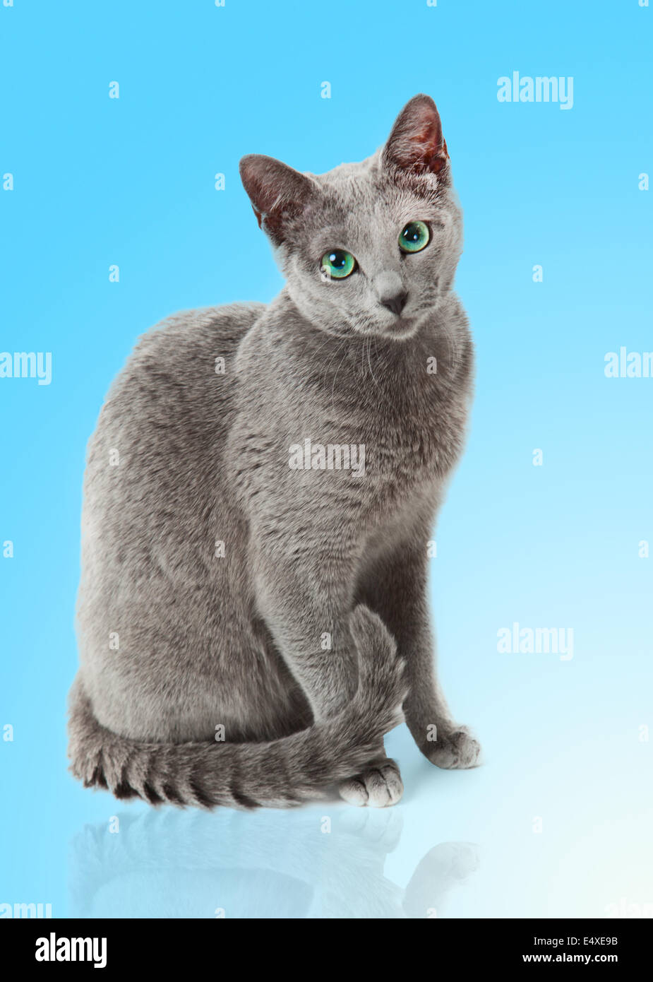 Russian Blue cat Stock Photo