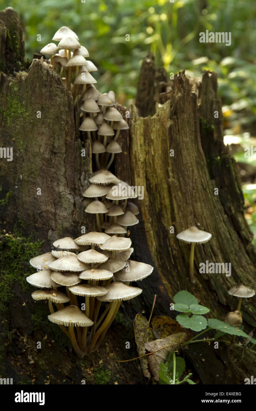 mushrooms on the tree stump Stock Photo Alamy