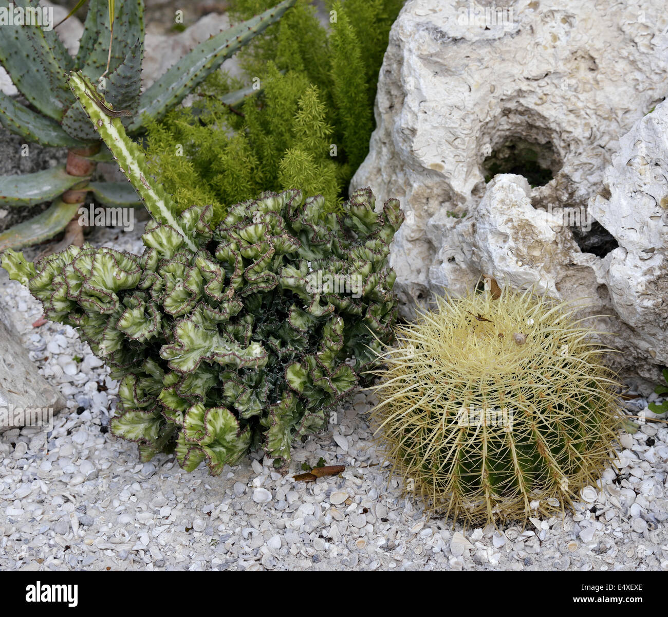 Outdoor tropical plants hi-res stock photography and images - Alamy