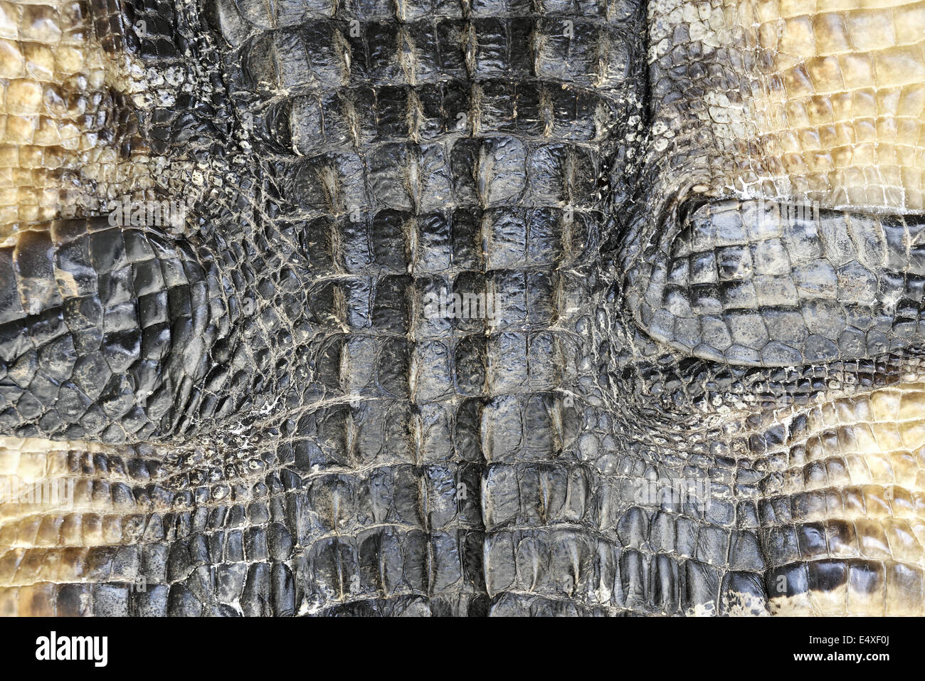 Alligator skin hires stock photography and images Alamy