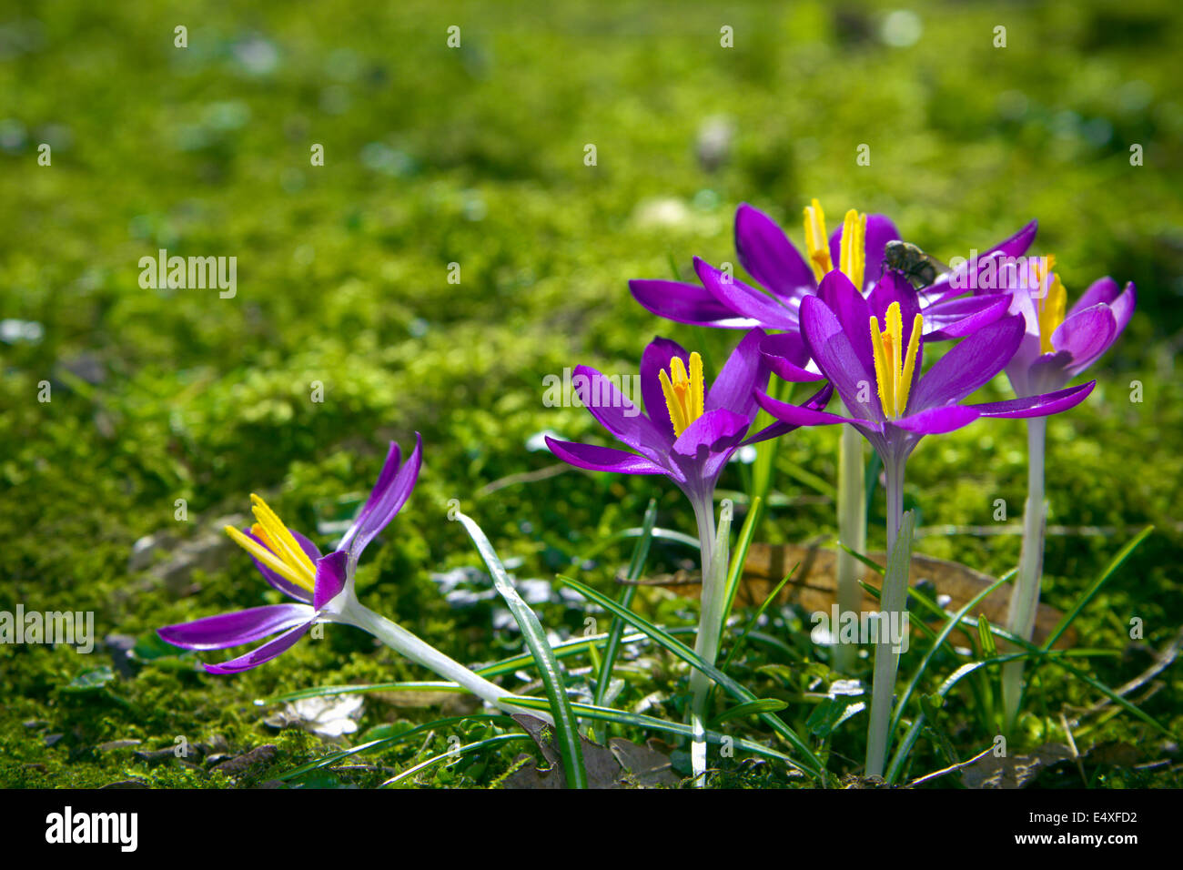 Crocus cultivars hi-res stock photography and images - Alamy