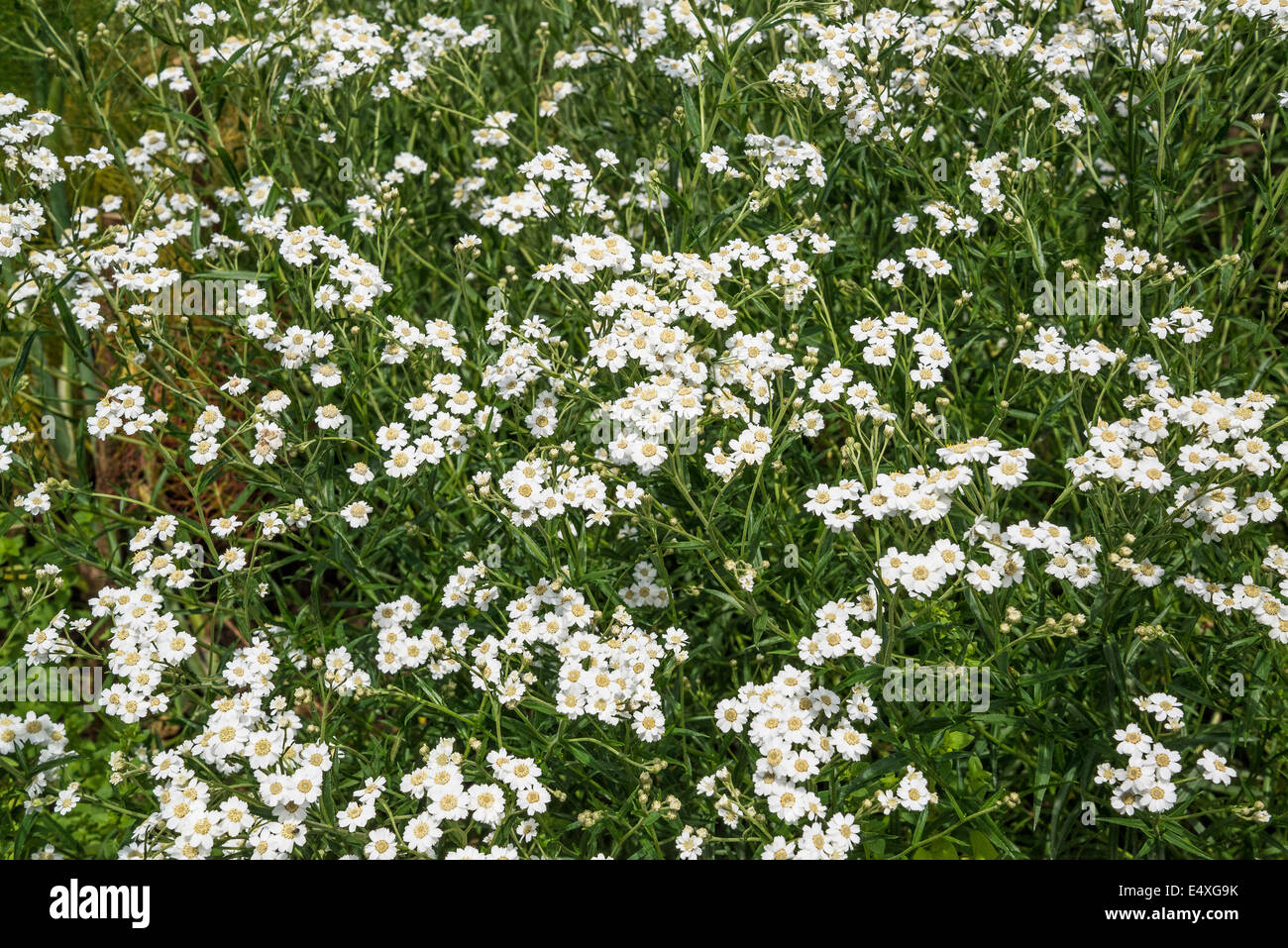 Tanacetum parthenium, traditional medicinal herb which is commonly used to prevent migraine headaches, Kew Gardens, London Stock Photo