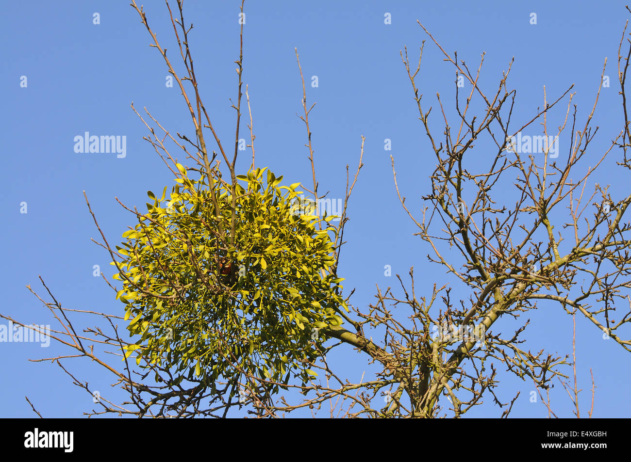 European Mistletoe Stock Photo