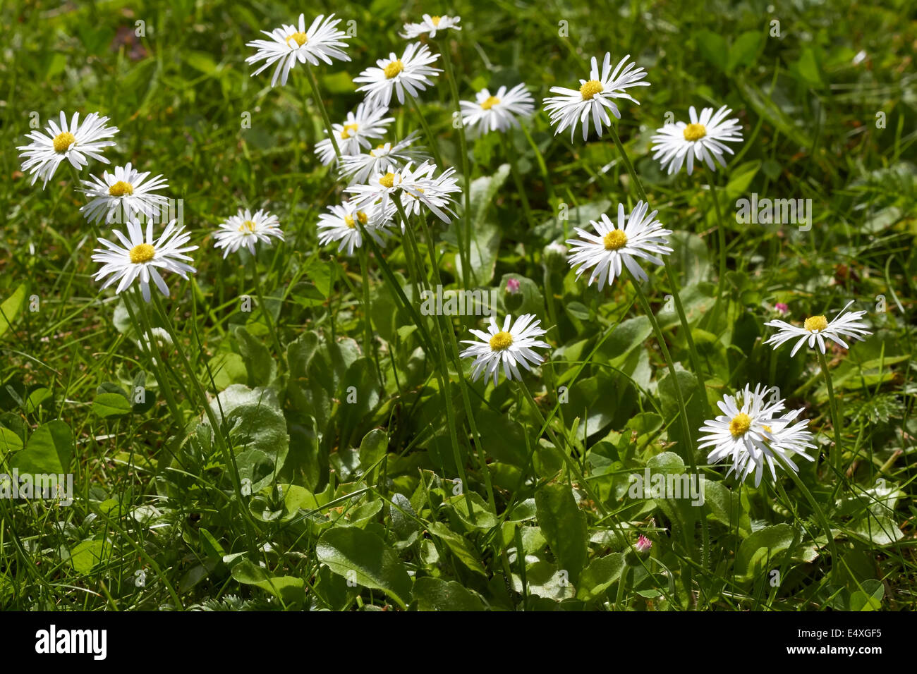 Bellis perennis, common daisy Stock Photo - Alamy