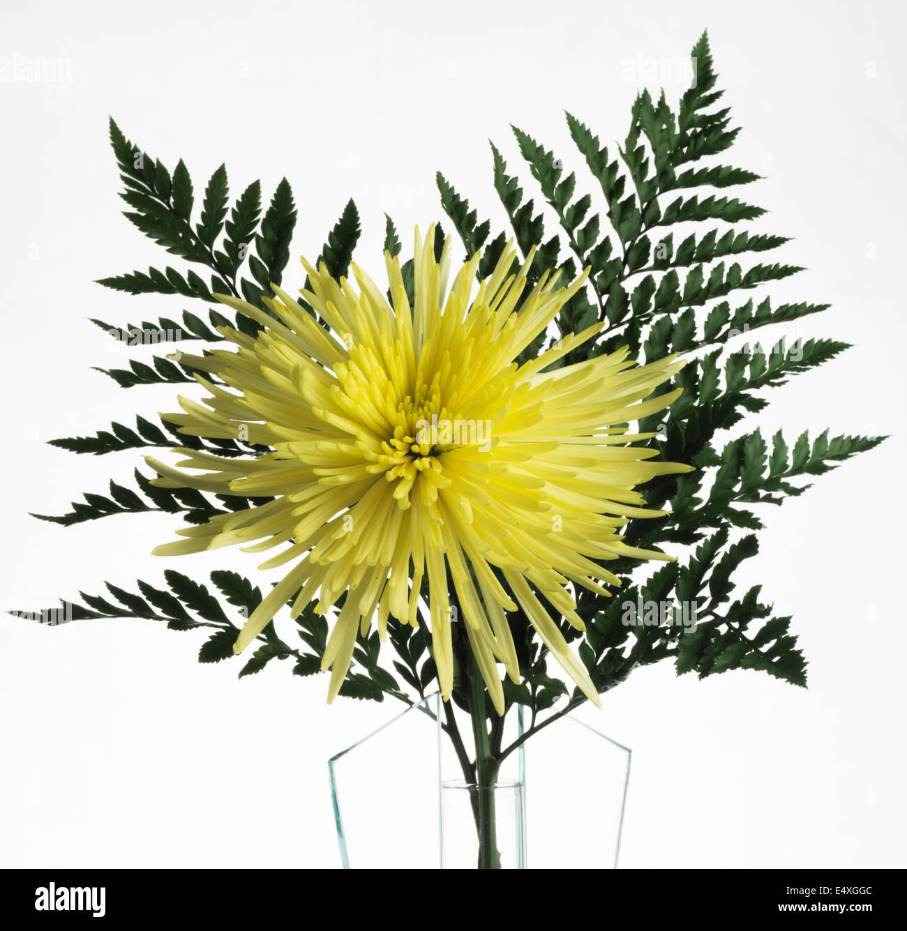 Yellow Spider Mum on white background Stock Photo Alamy
