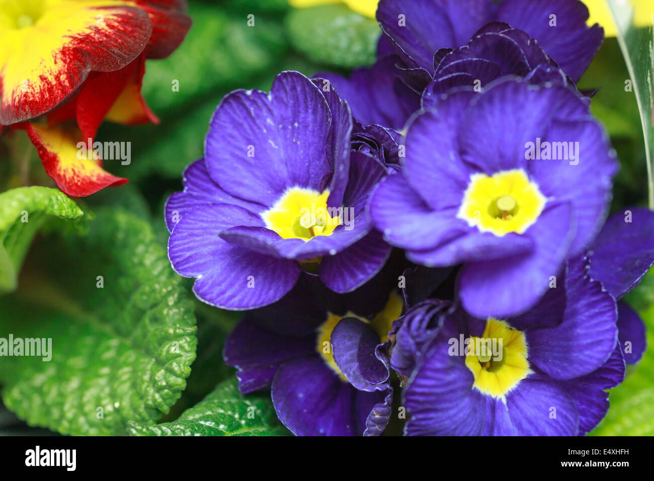 beautiful purple violet flowers Stock Photo Alamy