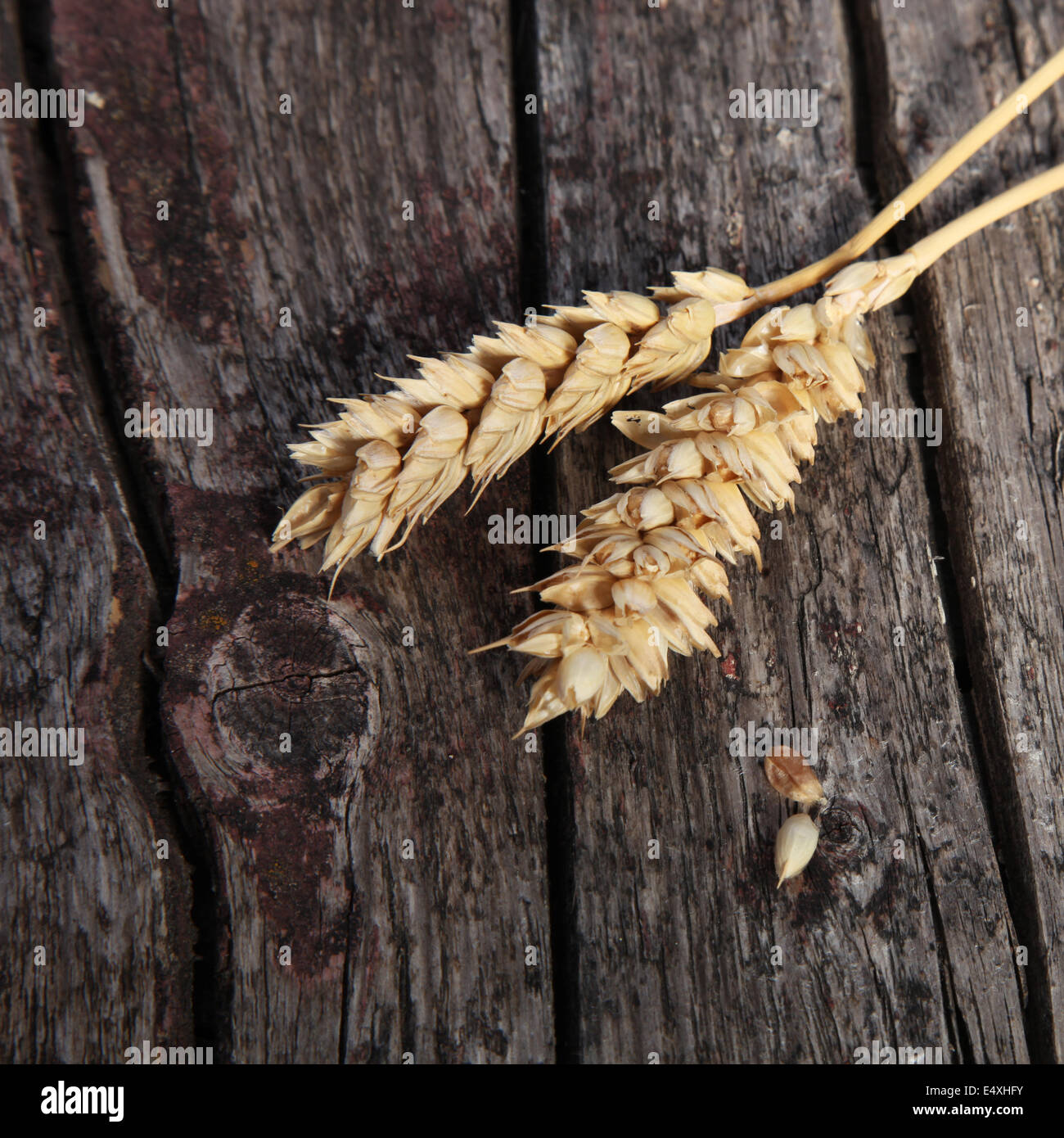 Two ears of ripe wheat Stock Photo