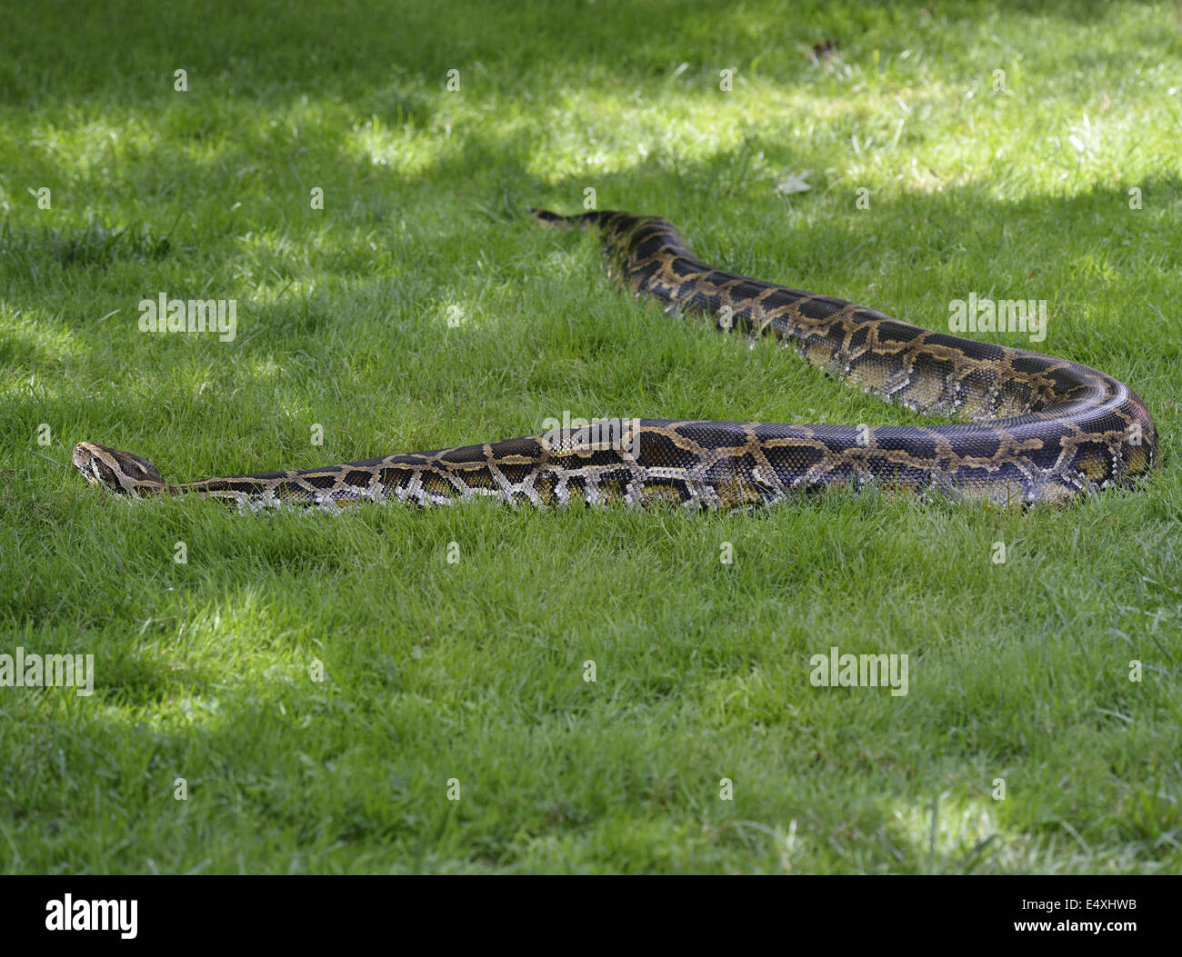 Python In The Grass Stock Photo - Alamy