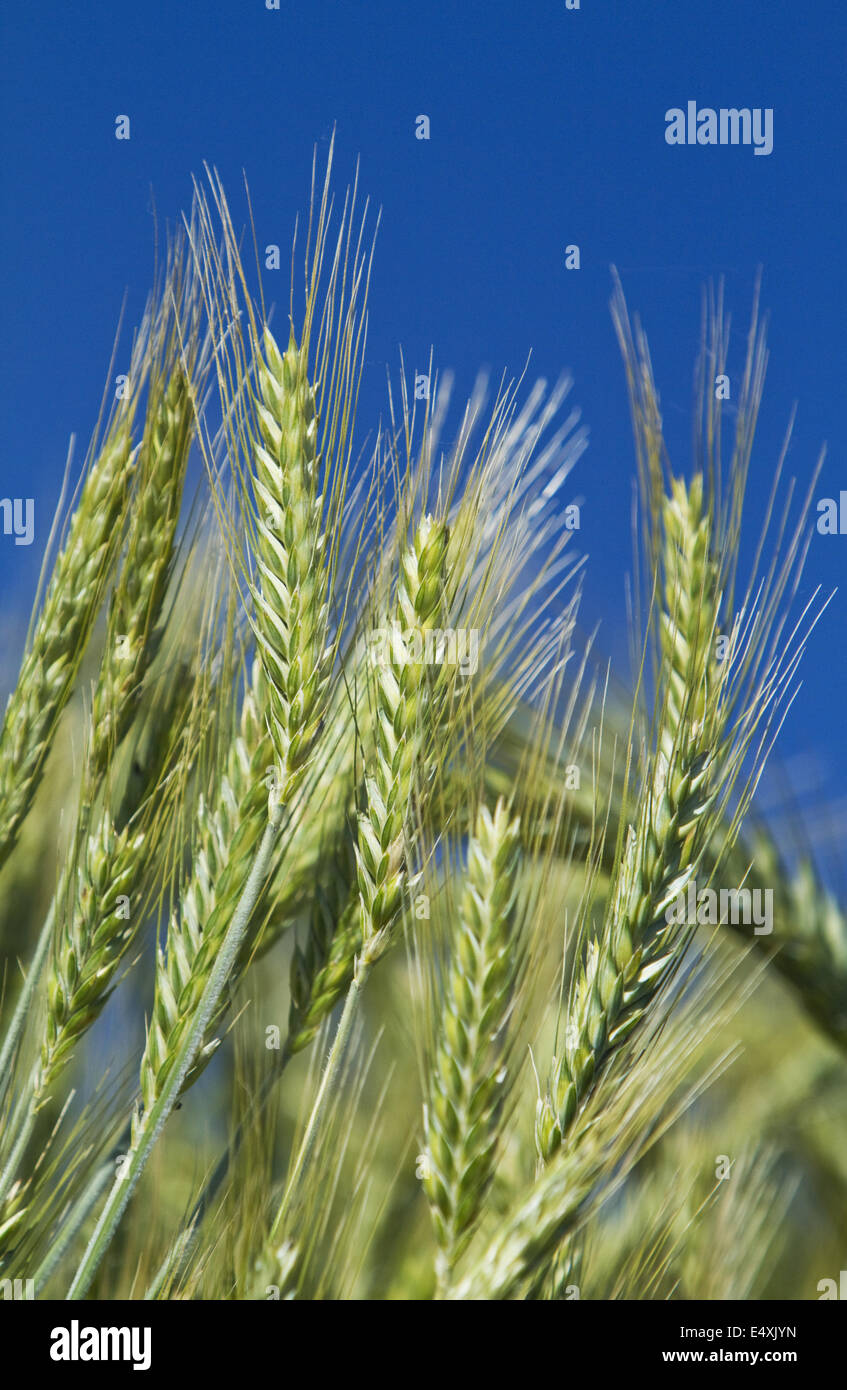 Wheat ears (Triticum) Stock Photo