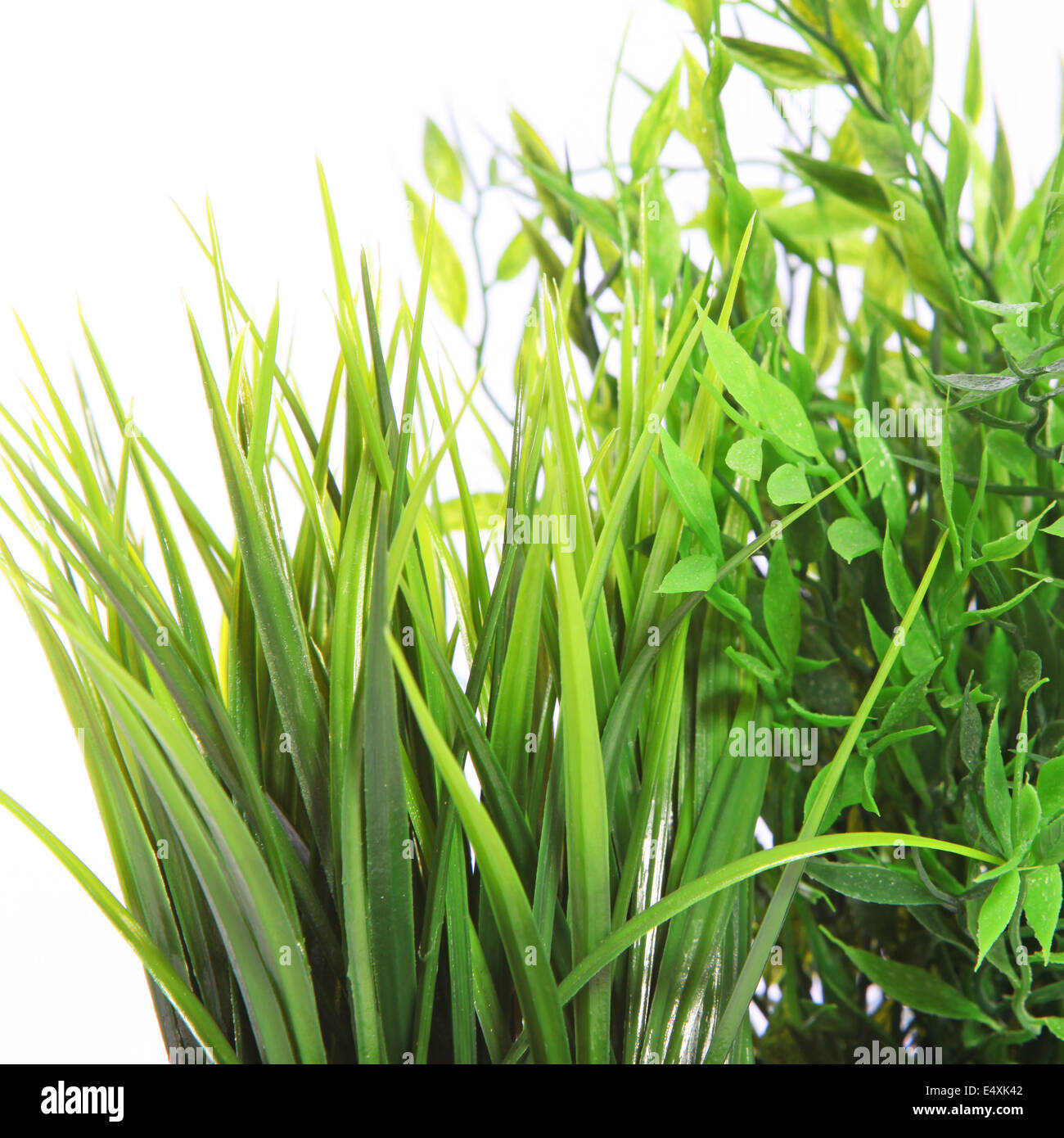 Grass and legumes growing hires stock photography and images Alamy