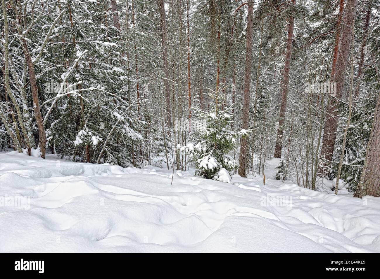 Winter forest landscape Stock Photo - Alamy