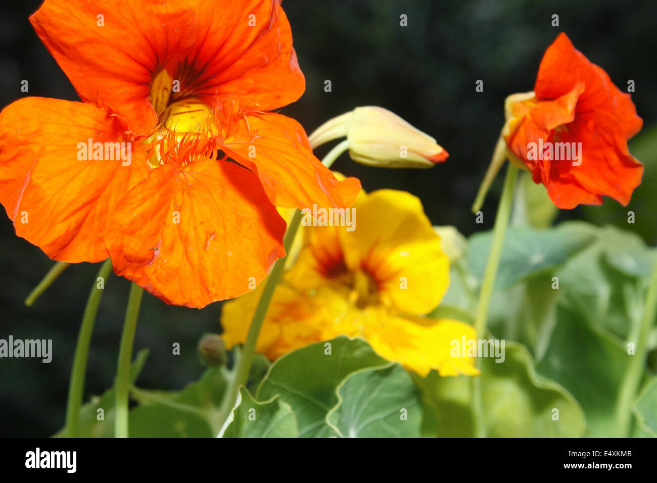 close up image of Nasturtium flowers Tropaeolum majus Stock Photo
