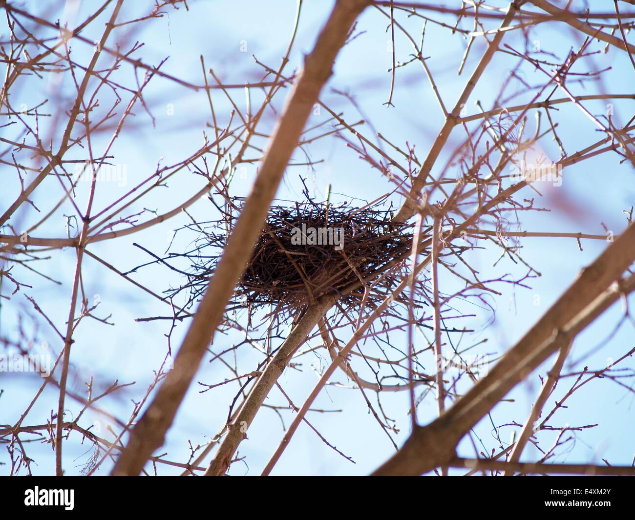 Birds nest in tree hires stock photography and images Alamy